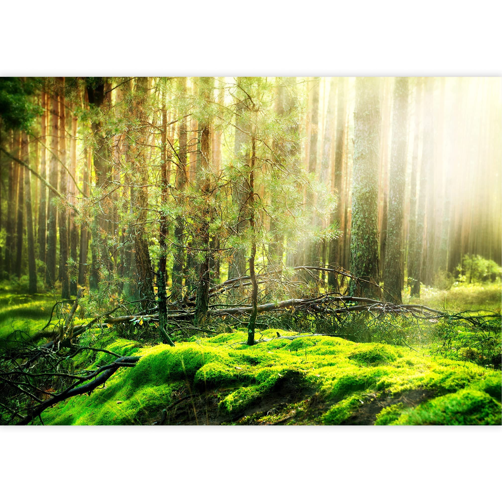 wall26 - Forest - Removable Wall Mural | Self-Adhesive Large Wallpaper - 100x144 inches