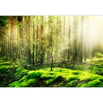 wall26 - Forest - Removable Wall Mural | Self-Adhesive Large Wallpaper - 100x144 inches