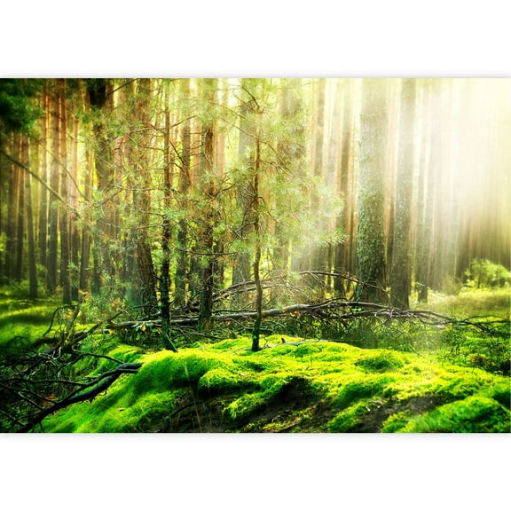 wall26 - Forest - Removable Wall Mural | Self-Adhesive Large Wallpaper - 100x144 inches