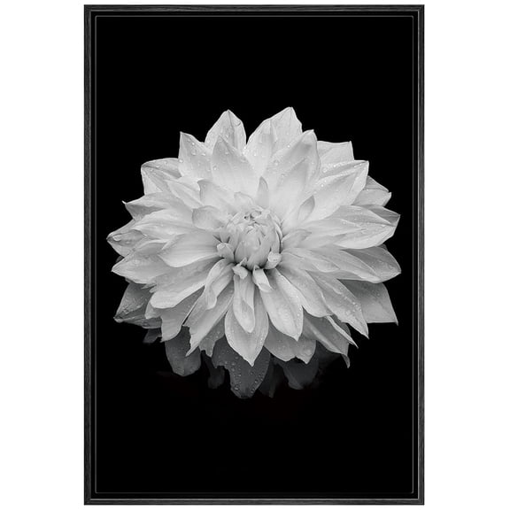 wall26 Framed Canvas Print Wall Art Blooming Dahlia Flower Close Up Nature Plants Photography Modern Art Rustic Scenic Dramatic Black and White for Living Room, Bedroom, Office - 16"x24" Bl