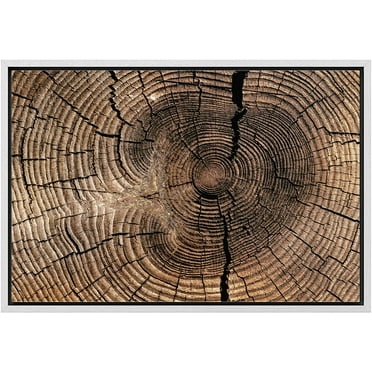 wall26 Framed Canvas Print Wall Art Close Up of Brown Tree Log Wood Rings Nature Wilderness Photography Modern Floral Relax/Calm Multicolor for Living Room, Bedroom, Office - 16&quot;x24&quot; White