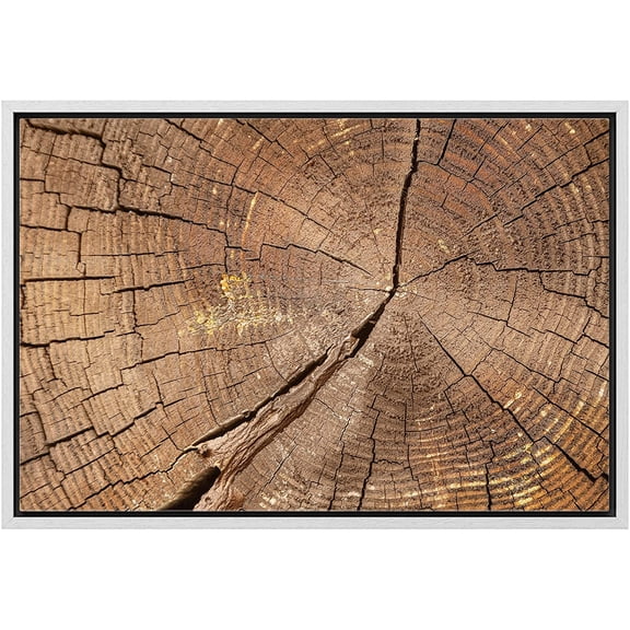wall26 Framed Canvas Print Wall Art Close Up of Brown Wood Rings Nature Wilderness Photography Rustic Botanical Modern Floral Relax/Calm Multicolor for Living Room, Bedroom, Office - 16"x24"