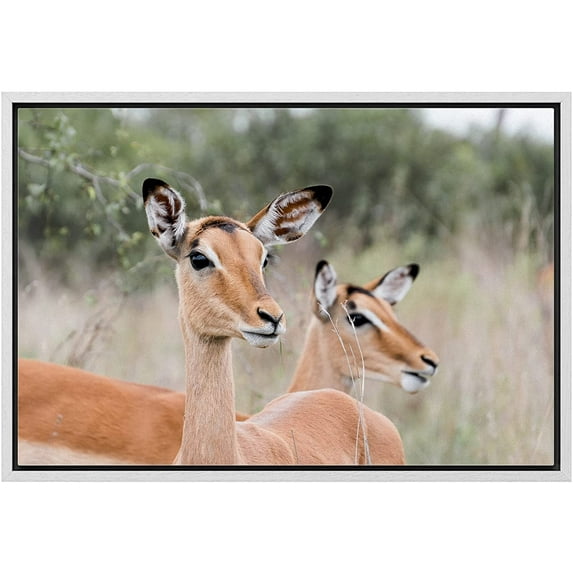 wall26 Framed Canvas Print Wall Art East African Somalian Gerenuk Antelope Duo Nature Animals Photography Realism Rustic Scenic Landscape Colorful for Living Room, Bedroom, Office - 24"x36"