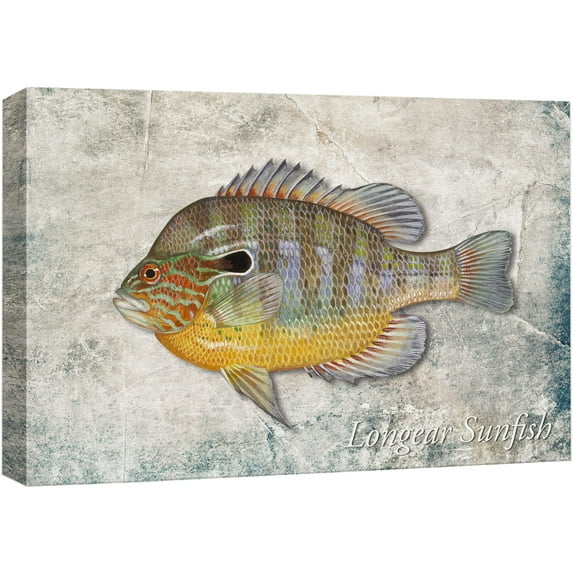 wall26 Framed Canvas Print Wall Art Longear Sunfish on Granite Background Marine Life Animals Digital Art Realism Nautical Scenic Colorful Ultra for Living Room, Bedroom, Office - 16"x24"