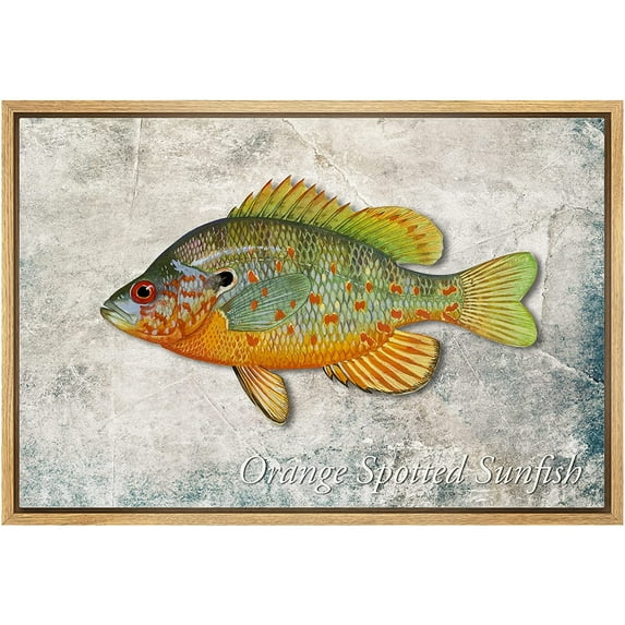 wall26 Framed Canvas Print Wall Art Orange Sunfish on Granite Background Marine Life Animals Digital Art Realism Nautical Scenic Colorful Ultra for Living Room, Bedroom, Office - 24"x36" Na