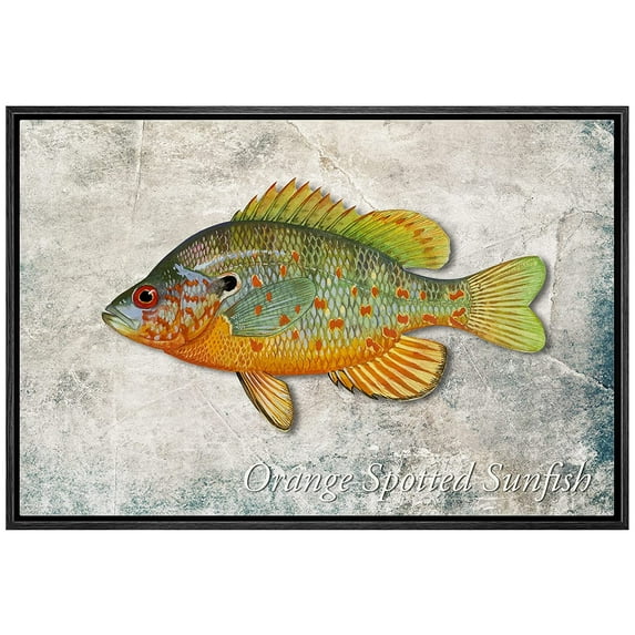 wall26 Framed Canvas Print Wall Art Orange Sunfish on Granite Background Marine Life Animals Digital Art Realism Nautical Scenic Colorful Ultra for Living Room, Bedroom, Office - 16"x24" Bl