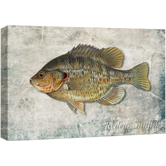 wall26 Framed Canvas Print Wall Art Redear Sunfish on Granite Background Marine Life Animals Digital Art Realism Nautical Scenic Colorful Ultra for Living Room, Bedroom, Office - 12"x18"