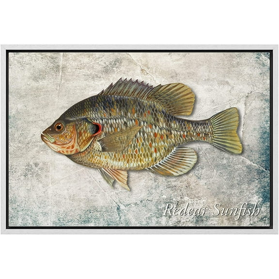 wall26 Framed Canvas Print Wall Art Redear Sunfish on Granite Background Marine Life Animals Digital Art Realism Nautical Scenic Colorful Ultra for Living Room, Bedroom, Office - 24"x36" Wh