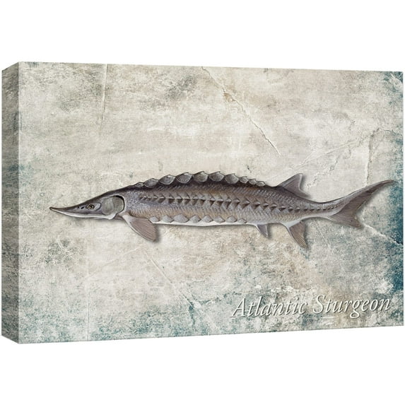 wall26 Framed Canvas Print Wall Art Sturgeon Fish on Granite Background Marine Life Animals Digital Art Realism Nautical Scenic Colorful Ultra for Living Room, Bedroom, Office - 16"x24"