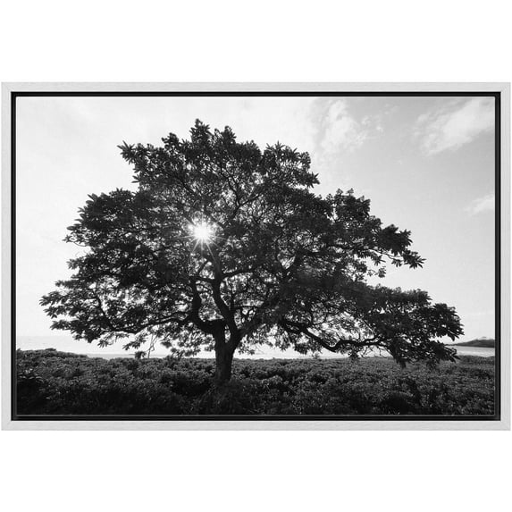 wall26 Framed Canvas Print Wall Art Sunlight Shines Through Large Mountain Tree Floral Nature Photography Realism Expressive Dark Black and White for Living Room, Bedroom, Office - 24"x36"