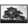 thumbnail image 1 of wall26 Framed Canvas Print Wall Art Sunlight Shines Through Large Mountain Tree Floral Nature Photography Realism Expressive Dark Black and White for Living Room, Bedroom, Office - 16"x24", 1 of 5