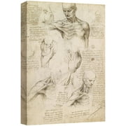 wall26 Framed Canvas Print Wall Art Superficial Anatomy by Leonardo da Vinci Historic Cultural Illustrations Realism Traditional Scenic Expressive for Living Room, Bedroom, Office - 12"x18"