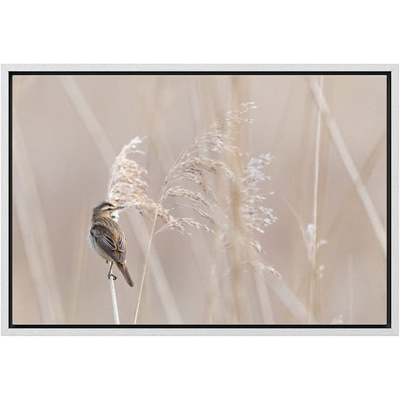 wall26 Framed Canvas Print Wall Art Wheatfield Grain Close Up Bird Portrait Nature Animals Photography Realism Rustic Scenic Landscape Colorful for Living Room, Bedroom, Office - 16"x24" Wh