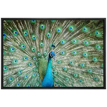 wall26 Framed Canvas Prints Wall Art - Peacock Showing Its Beautiful Feathers/Spreading Its Tail | Modern Wall DecorStretched Gallery Framed Canvas Wrap Giclee Print &amp; Ready to Hang - 16&quot;x24