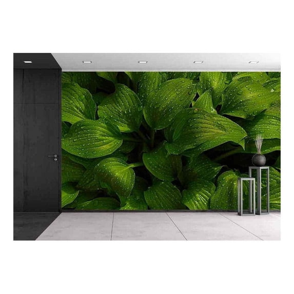 wall26 - Green Leaves of Hosta with Rain Drops on Flower Bed in The Garden - Removable Wall Mural | Self-Adhesive Large Wallpaper - 66x96 inches