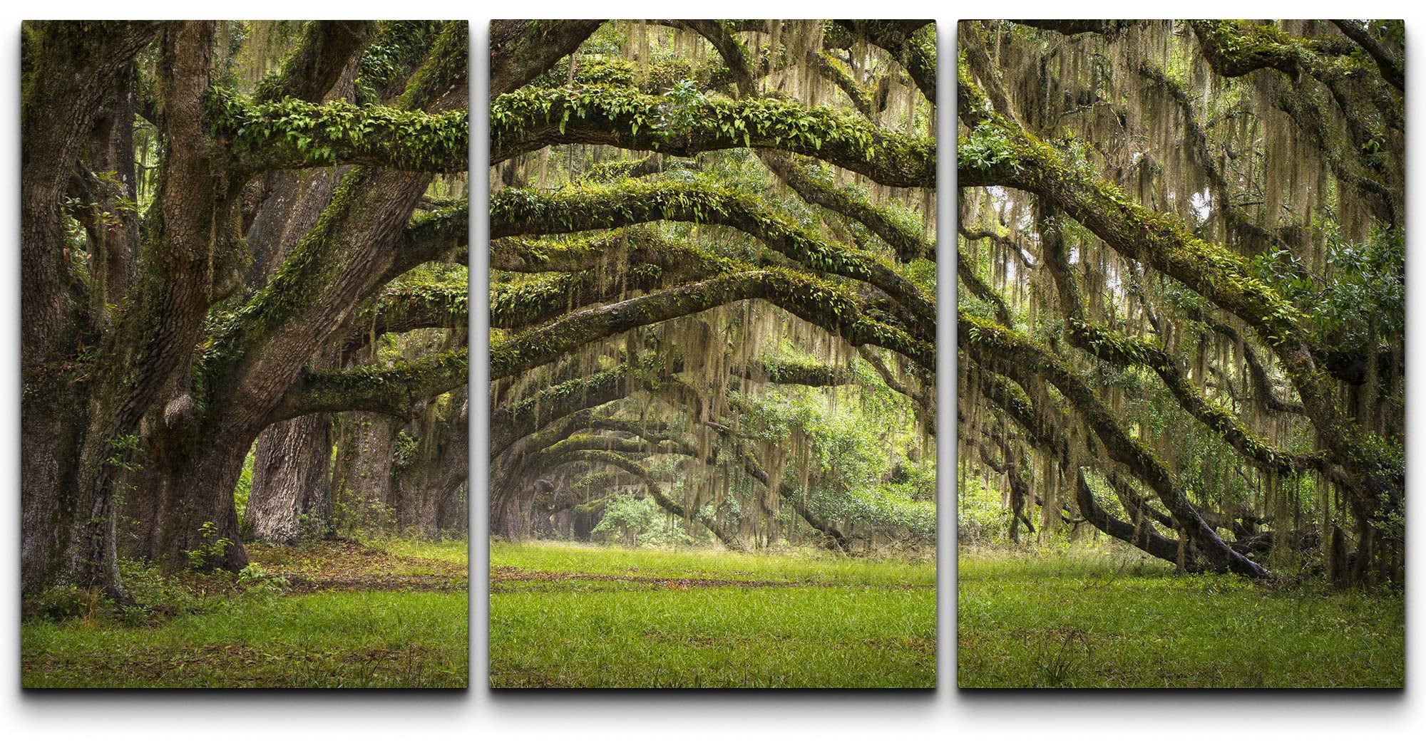 wall26 - Plantation Oak Trees Forest Landscape - Canvas Art Wall Art ...
