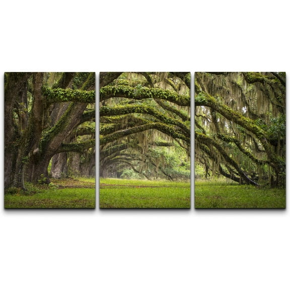 wall26 - Plantation Oak Trees Forest Landscape - Canvas Art Wall Art - 16"x24"