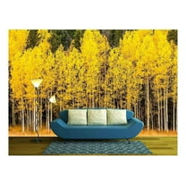 wall26 - Stand of Changing Yellow Aspen Tree in Front of Dark Green Pine Trees in Mountains of Colorado on Fall Afternoon - Removable Wall Mural | Self-Adhesive Large Wallpaper - 66x96 inches
