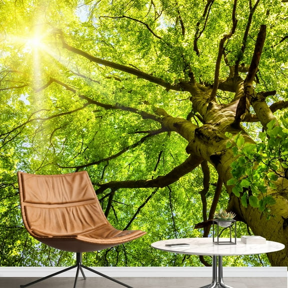 wall26 - The Warm Spring Sun Shining Through The Treetop of an Impressive Old Beech Tree - Removable Wall Mural | Self-Adhesive Large Wallpaper - 100x144 inches