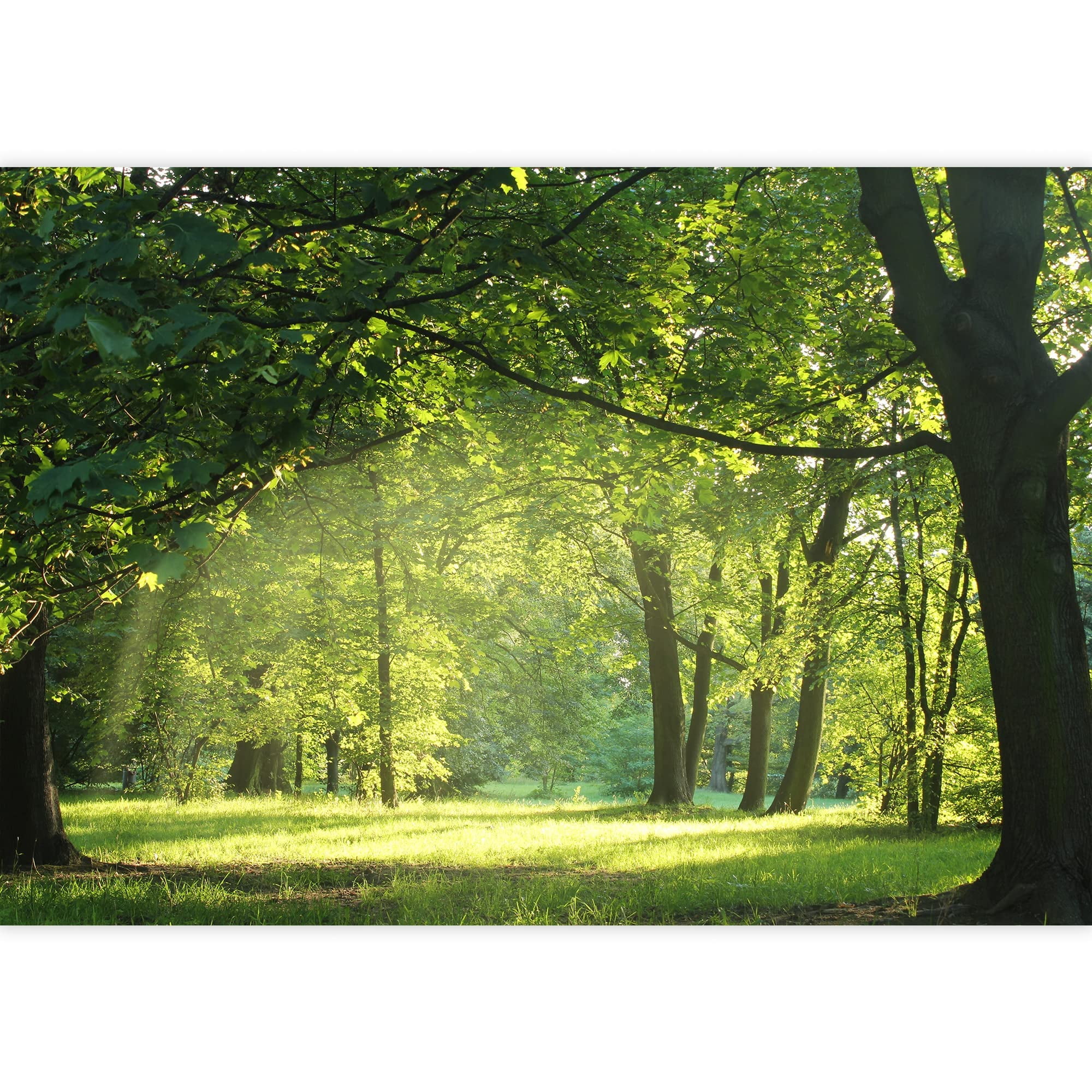 Self-Adhesive Summer Forest Wall Mural 66" x 96"