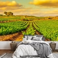 thumbnail image 1 of wall26 - View of a Vineyard with Ripe Grapes in a Mediterranean Country at Sunset - Removable Wall Mural | Self-Adhesive Large Wallpaper - 66x96 inches, 1 of 6