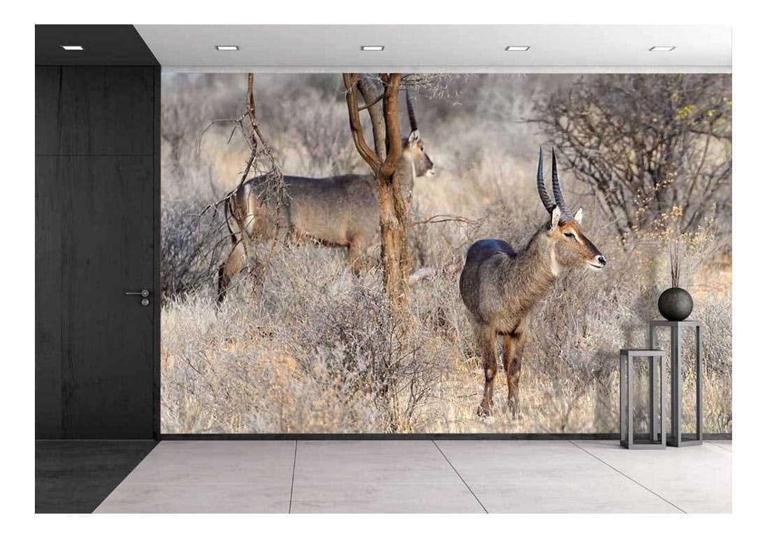 wall26 Waterbuck in Kenya, Africa Canvas Art Wall Mural Decor 100