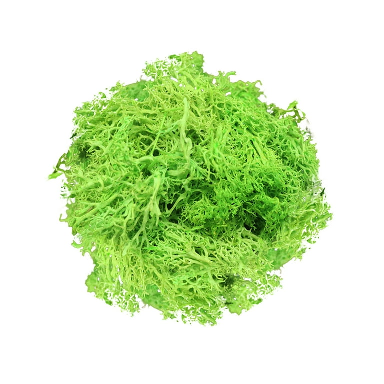 Party Decorations Potted Plants Garden Immortal Natural Dry Moss Wedding  Plant Crafts Floral Background Moss Immortal Fake Flower Artificial Plants  Decor 