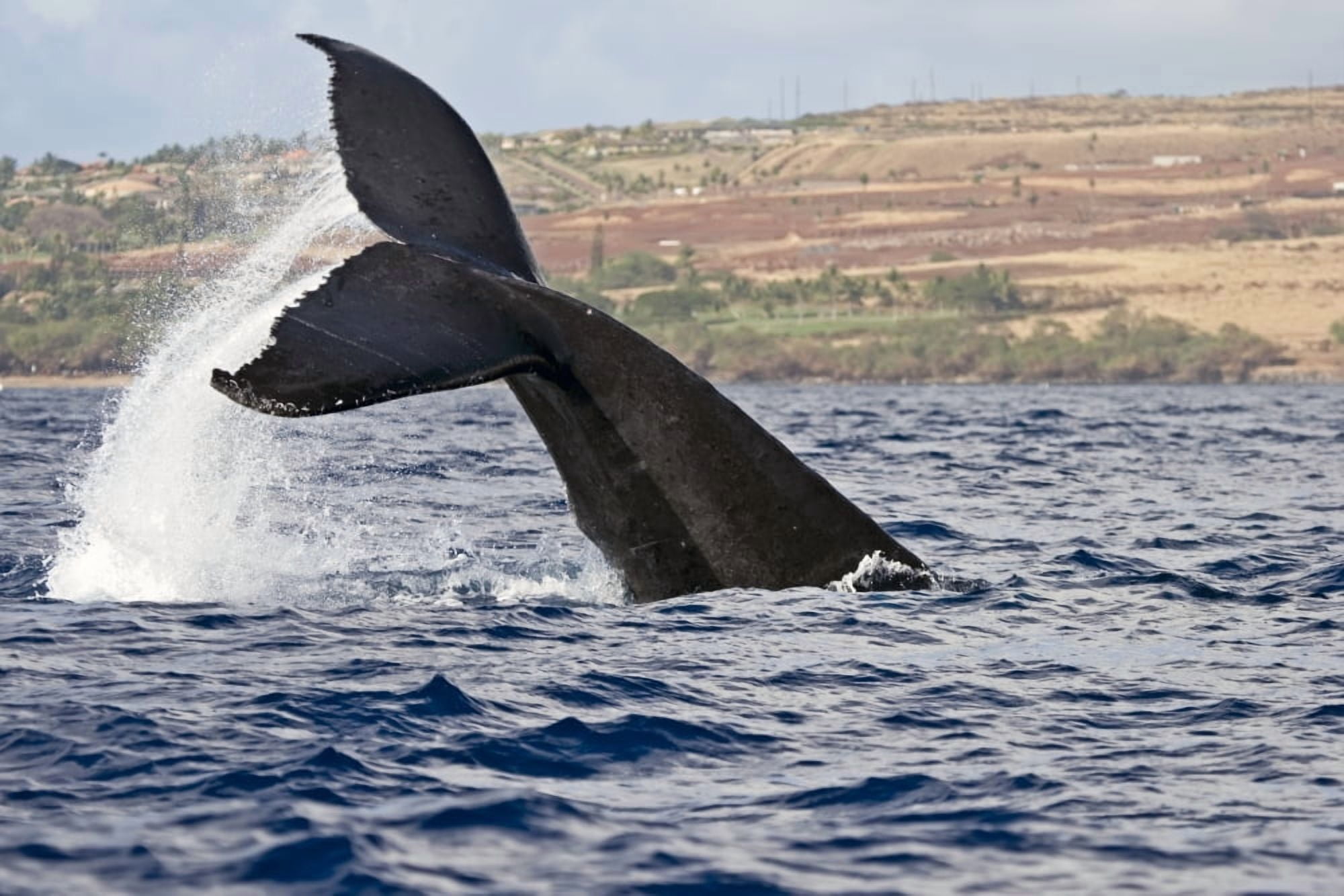 A whales tail splashing above the surface of the water and the coastline of a Hawaiian island in the background Hawaii United States of America Canvas Art - Scott Mead Design Pics (19 x 12)