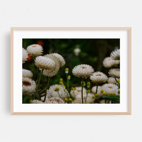 white chrysanthemum garden - Carmel Valley California Photography Flowers Botanical Floral Garden Nature Scenic Summer Oak Framed Wall Art Print 24 x 36 inches