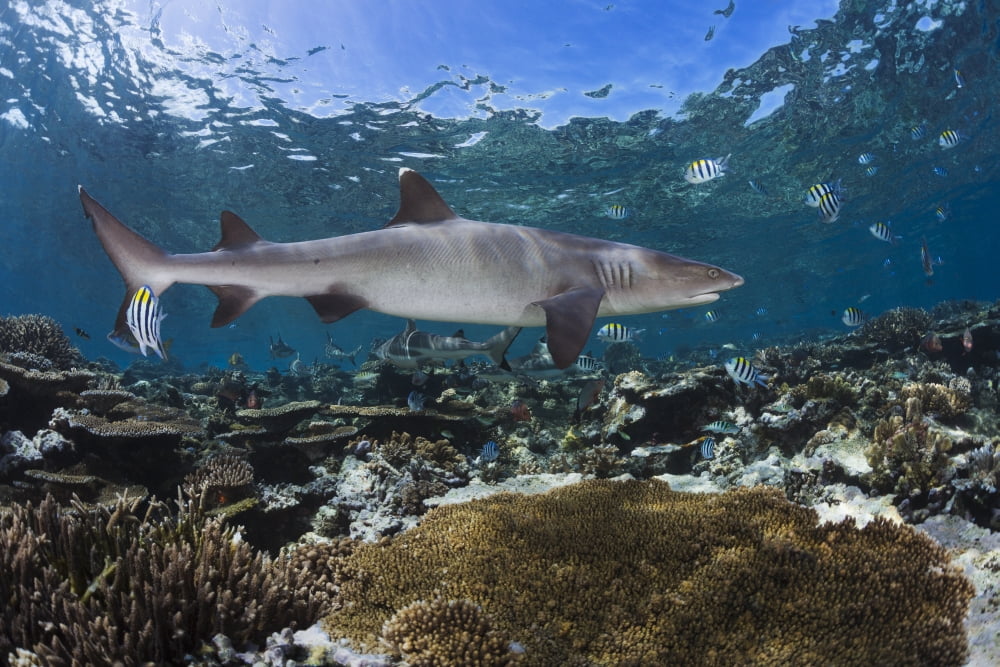 A whitetip reef shark (Triaenodon obesus) cruises a shallow reef with Blacktip reef sharks (Carcharhinus melanopterus) seen in the background Fiji Canvas Art - Dave Fleetham Design Pics (38 x 24)
