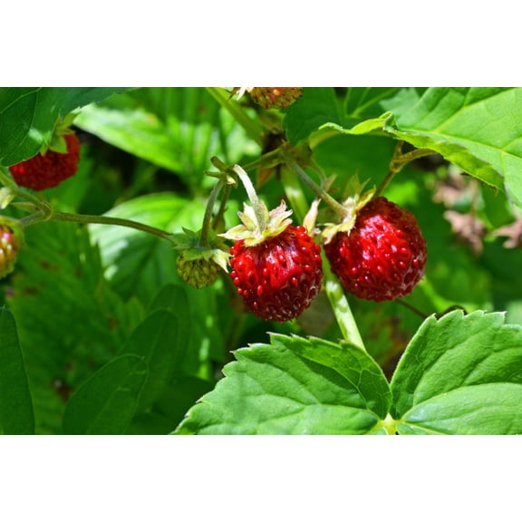 wild Strawberry Seeds for Planting, 300+ Seeds, Fragaria Vesca Woodland Strawberry Seeds, Perennial Fruit Plant for Garden, Containers & Outdoor Growing