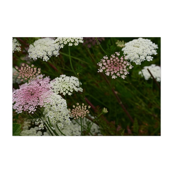 wild carrot flowers Queen Ann’s Lace - Photography Floral Flowers Nature Botanical Garden Pastel Scenic Unframed Wall Art Print 24 x 36 inches