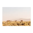 thumbnail image 1 of wild horses in wildfire smoke - Carson City Nevada Photography Horse Desert Wildlife Nature Pastoral Rural Scenic Unframed Wall Art Print 12 x 18 inches, 1 of 7