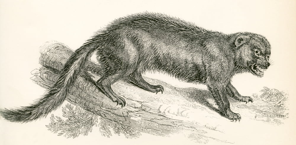 The wolverine aka glutton carcajou skunk bear or quickhatch Gulo gulo From The National Encyclopaedia published c1890 Canvas Art - Ken Welsh Design Pics (38 x 18)