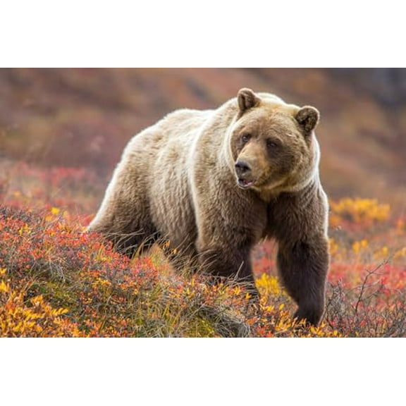 wooden puzzle Brown Bear in Autumn Field Intelligent Game Fit togather a magic Art for home Decoration or Prensent 300 pieces