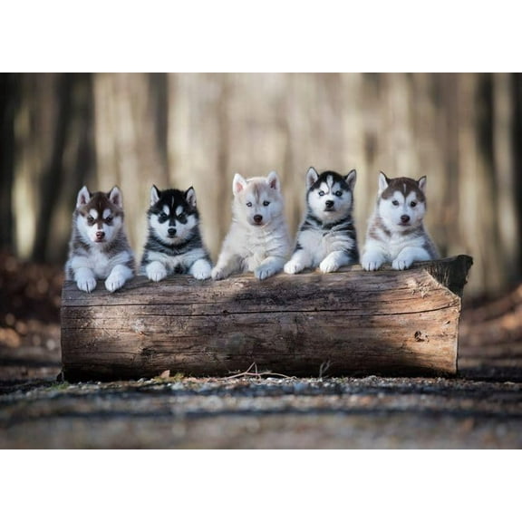 wooden puzzle Five Siberian Husky Puppies on a Log Intelligent Game Fit togather a magic Art for home Decoration or Prensent 500 pieces