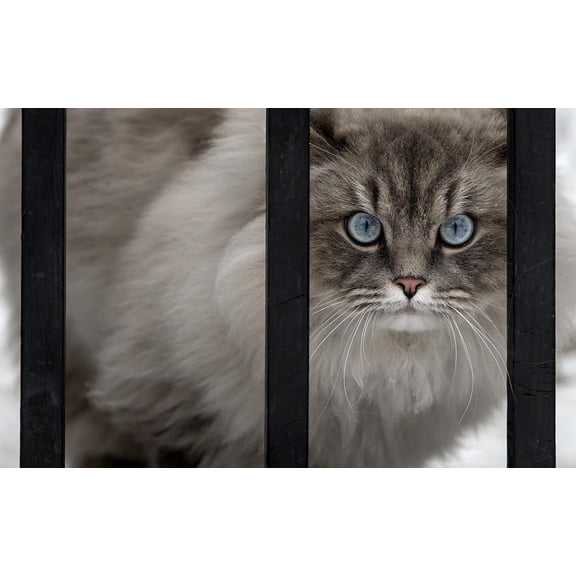 wooden puzzle Fluffy Cat Profile Intelligent Game Fit togather a magic Art for home Decoration or Prensent 300 pieces