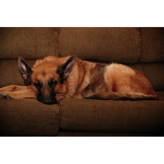 wooden puzzle German Shepherd Dog Lying on a Couch Intelligent Game Fit togather a magic Art for home Decoration or Prensent 300 pieces