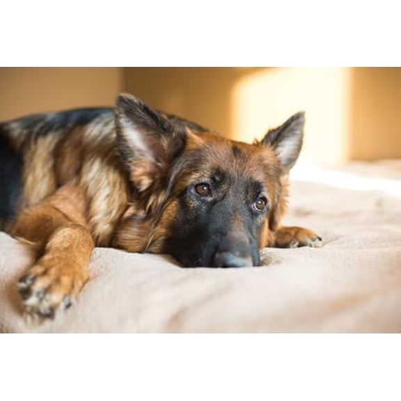 wooden puzzle German Shepherd Dog Resting Intelligent Game Fit togather a magic Art for home Decoration or Prensent 300 pieces