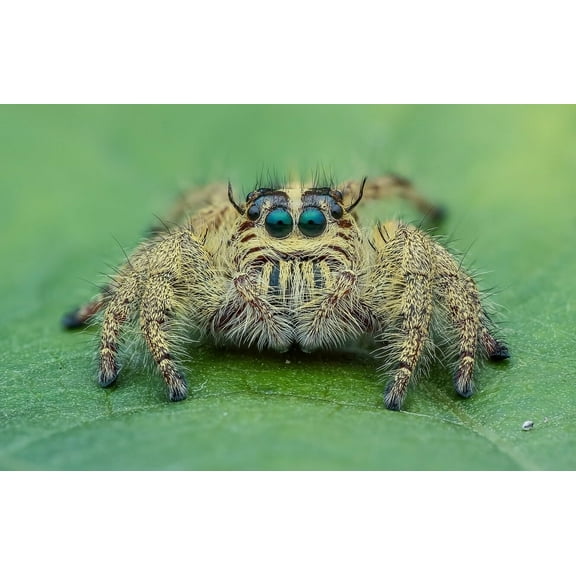wooden puzzle Jumping Spider Intelligent Game Fit togather a magic Art for home Decoration or Prensent 300 pieces