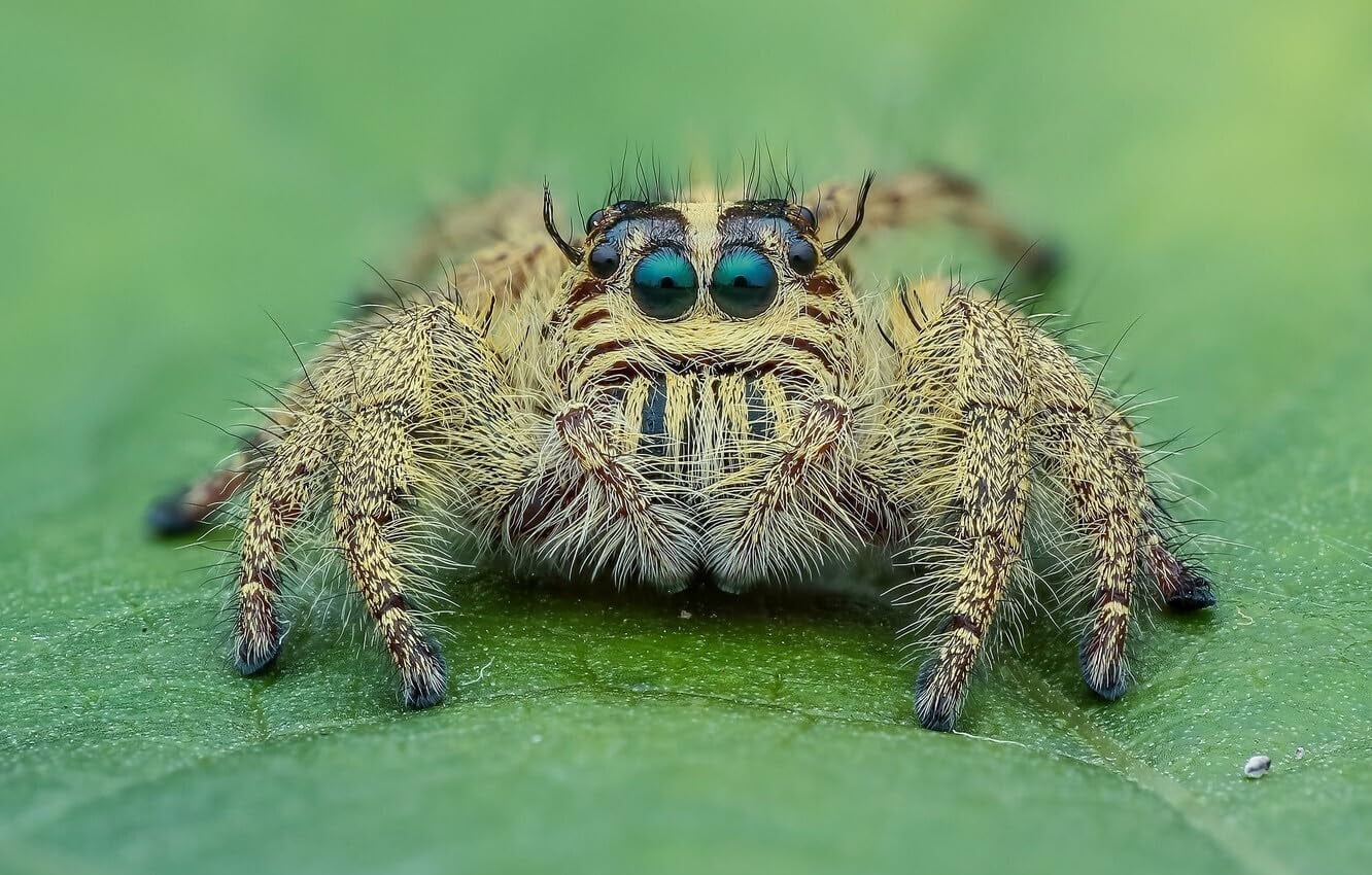 wooden puzzle Jumping Spider Intelligent Game Fit togather a magic Art for home Decoration or Prensent 500 pieces