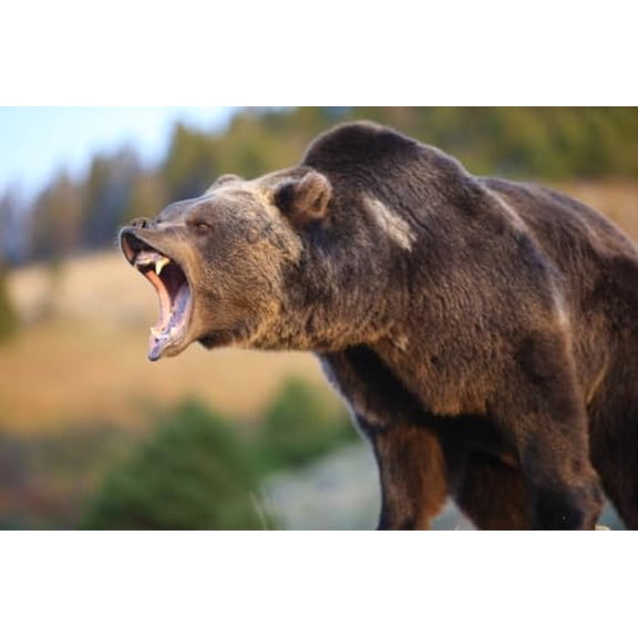 wooden puzzle Roaring Brown Bear Intelligent Game Fit togather a magic Art for home Decoration or Prensent 500 pieces