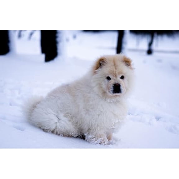 wooden puzzle Samoyed Dog in the Snow Intelligent Game Fit togather a magic Art for home Decoration or Prensent 300 pieces