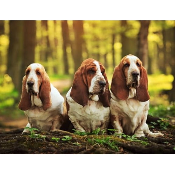 wooden puzzle Three Basset Hound Dogs in a Forest Intelligent Game Fit togather a magic Art for home Decoration or Prensent 500 pieces