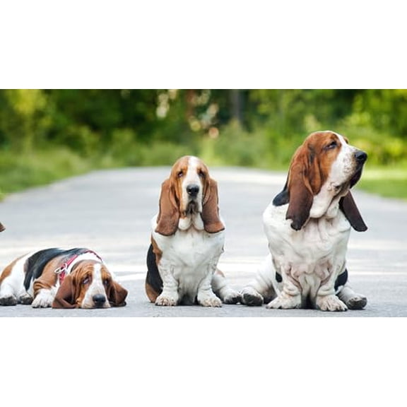 wooden puzzle Three Basset Hound Dogs on a Path Intelligent Game Fit togather a magic Art for home Decoration or Prensent 500 pieces