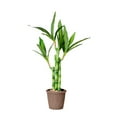 thumbnail image 1 of wowotier Lucky Bamboo, Fake Plants Artificial Green Simulation Plant Potted Home Office Hotel Lobby Decoration Green Plants Home Decoration Artificial Plants (17.7x3.1 In, 1PC), 1 of 6