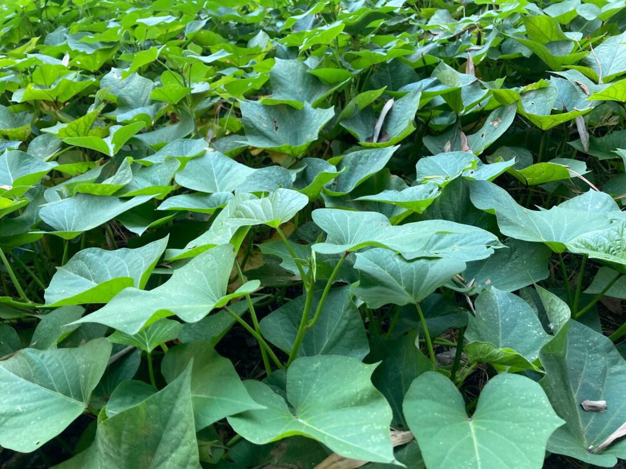 x6 Organic Okinawan sweet potato vine slips (rooted) Ready To Plant!