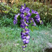 xaoyunyn Solar Wisteria Lamp-LED Light-Controlled Simulation Flower Arrangement,Energy-Efficient and Weatherproof,Ideal for Outdoor Garden and Courtyard Decoration,Purple