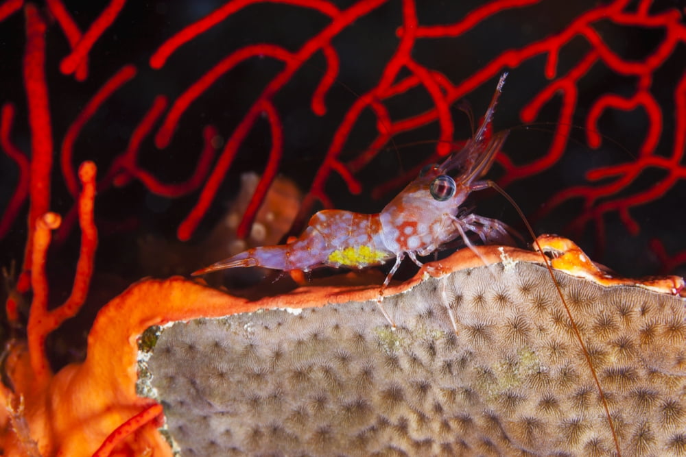 The yellow eggs of this female reticulated hinge-beak shrimp (Cinetorhynchus teticulatus) can be seen through the sides of it Canvas Art - Dave Fleetham Design Pics (38 x 24)