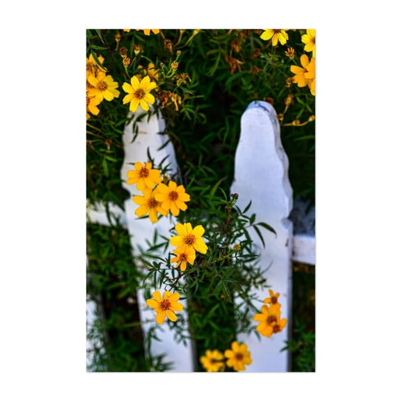 yellow flowers white picket fence - Pacific Grove California Photography Flowers Garden Floral Nature Botanical Rustic Summer Unframed Wall Art Print 32 x 48 inches